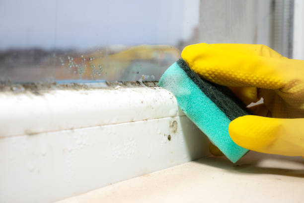 Best Mold Damage Repair  in Pistakee Highlands, IL